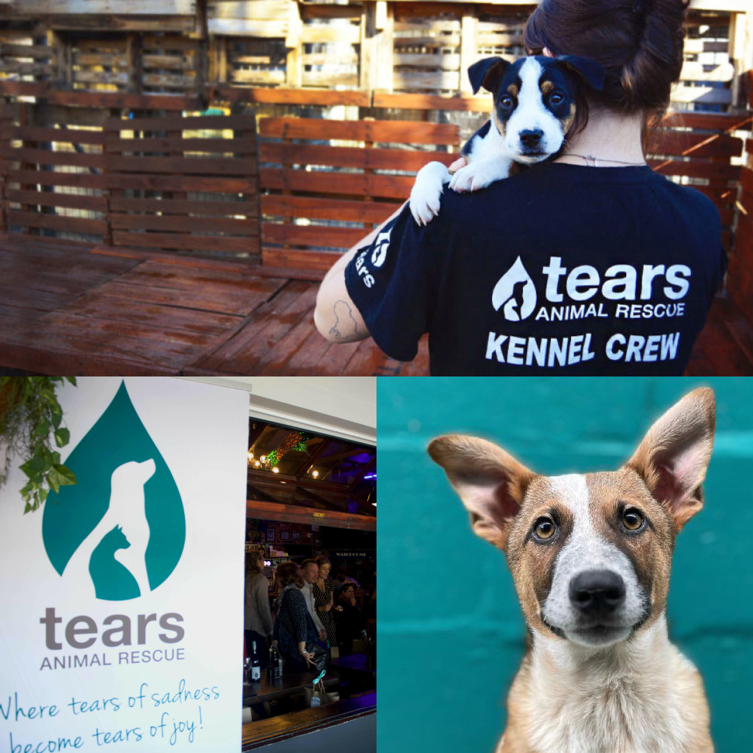 CaseStudy_Tears_02